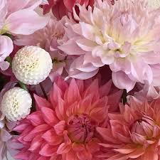 Santacruzdahlias On Instagram Ka S Cloud Plus One Of Our Third Year Seedlings Called Ka S First Kiss And Of Course The Li Beautiful Bouquet Dahlia Seedlings