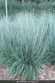 Image result for Schizachyrium brevifolium
