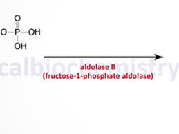 Image result for Hereditary Fructose Intolerance