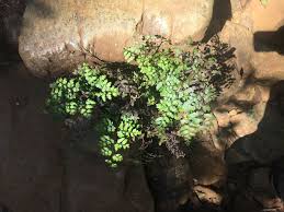 Image result for Odontosoria africana