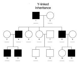 Males because they have a y chromosome. Y Linked Michigan Genetics Resource Center