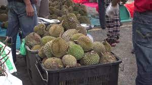The malaysian government in 2017 announced its musang king durian variety as a key economic export after noticing surging overseas demand and prices. Malaysia July 2017 Durian Stock Footage Video 100 Royalty Free 28753042 Shutterstock