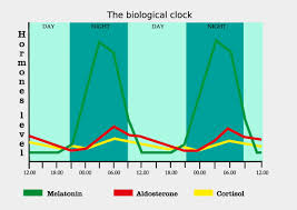How much melatonin is safe for a child. Can You Overdose On Melatonin Sprout Health Group