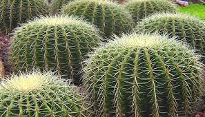 3 ¿cuánto tiempo tarda en germinar una semilla? Como Cultivar Cactus En Un Paso A Paso Tipos Y Recomendaciones