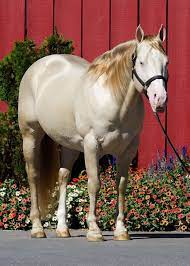 38 Stallion Prospects Ideas Horses Stallion Horse Painting