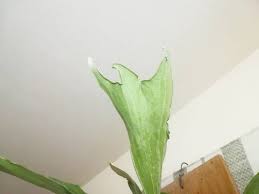 植物の変形 奇形 葉が出てくる理由 コウモリランの成長記録３年目