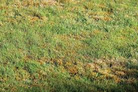 Check spelling or type a new query. Why When And How To Apply Lime To Your Lawn