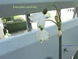 Check spelling or type a new query. Loddon Lily Bunga Lonceng Yang Unik Pursuing My Dreams