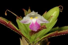 Image result for Linderniella wilmsii