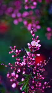 Flower 3d Wallpaper Home Screen Hd Flower Wallpaper Best Flower Wallpaper Flower Iphone Wallpaper