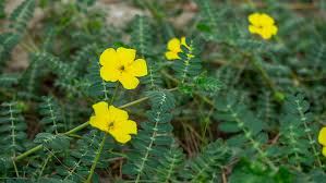 Image result for Tribulus terrestris