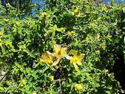 Image result for Hypericum revolutum