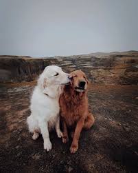30 Mal Haben Sich Retriever Als Die Besten Hunde In Meinem Animaux Als Animaux Besten Die Haben Hun 2020 Golden Retriever Kopek Turleri Retriever
