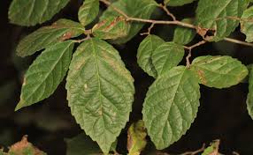 Image result for Homalium abdessammadii