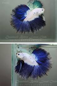 Blue Marble Hm 318 Betta Betta Fish Types Pet Fish