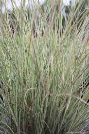 Image result for Miscanthus sinensis