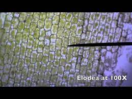 At 1000x magnification you will be able to see 0.180mm, or 180 microns. Elodea Plant Cells At 40x 100x 400x With Pond Water Youtube