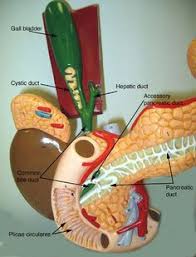 Pancreas Model Labeled Pancreas Gall Bladder And Spleen Medical Anatomy Digestive System Model Anatomy Models Labeled