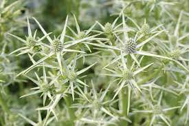 Maybe you would like to learn more about one of these? 10 Flowers That Start With V Home Stratosphere