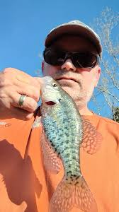 Leeches for crappie, largemouth, and carp fishing