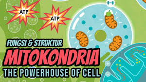 Organel yang hanya dimiliki oleh sel aerob ini memiliki dua lapis membran. Dunia Biologi Alamat Medan 2021