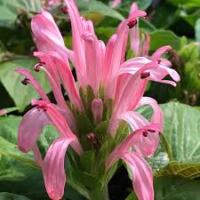 Image result for Justicia anselliana