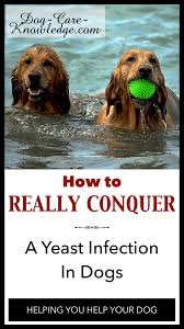 How to treat yeast infection on dogs' skin at home. What Is The Best Dog Yeast Infection Treatment Read On