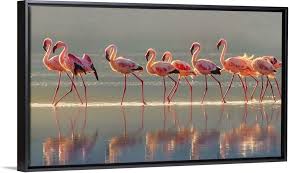 Flamingo Flamingo Canvas Art Flamingo Wall Art