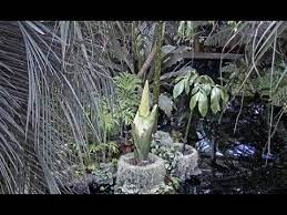 Corpse Flower Cam At Nybg Corpse Flower Bloom Corpse Flower Botanical Gardens