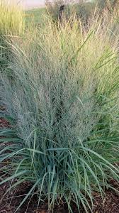 Image result for Panicum