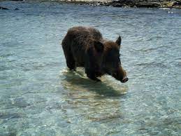 Protagonista una coppia di cinghiali, scovati dai muscolai mentre nuotavano all'interno della diga foranea della spezia. Cinghiale In Spiaggia Si Immerge In Mare