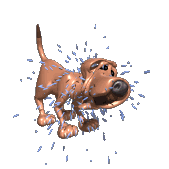 El Perro Sacude El Agua Despues Del Bano Perros Cachorros Imagenes De Perros Imagenes Animadas
