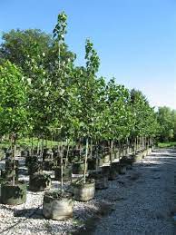 Prairie Gold Aspen Single Stem Yard Landscaping Backyard Landscape