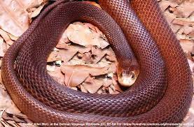 Der niedrige wert bedeutet, dass der. Die Giftigsten Tiere In Australien