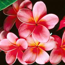 Square Drill Peony Modern Home Decoration Diy Diamond Painting Flowers Needlework 3d Us 9 00 Larkspur Flower Most Beautiful Flowers Plumeria Flowers