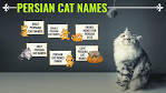 Persian Cat Names – 150+ Unique And Gorgeous Names With ...
