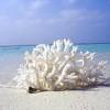 The subtle shades in this coastal design will make it easy to fit into most any beach decor. 1