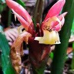 Image result for Aframomum angustifolium