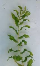 Image result for Potamogeton richardii