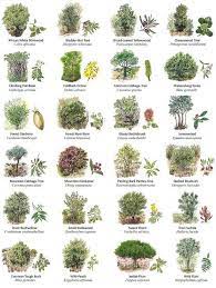 We did not find results for: List Of Common Trees In Texas Yahoo Image Search Results Trees To Plant Tree Leaf Identification African Plants