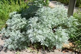 Image result for Artemisia sp.no.1
