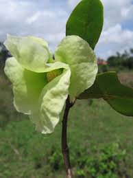 Image result for Vigna kirkii