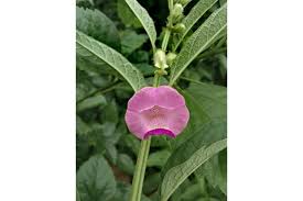 Image result for Sesamum