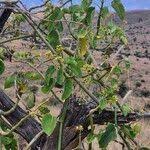 Image result for Schizostephanus alatus