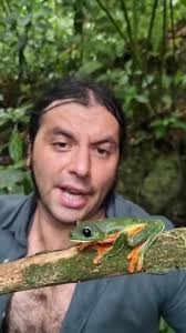 Una rana espectacular! Agallychnis moreleti #frogs #frog #herpetology  #herpetologia #anfibios #ranas #rana #chiapas #chiapasmexico