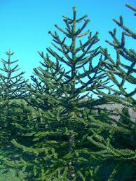 Image result for Arauk rie Araucaria