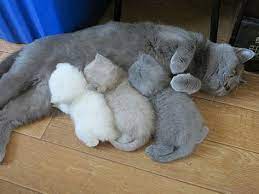 mukemmel birer aile tablosu cizen 20 kedi dostumuz neotempo cat jokes mama cat kittens coloring