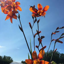 Image result for Cussonia zimmermannii