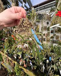 Image result for Bulbostylis pusilla