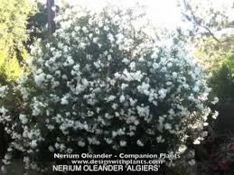 16 is jasmine plant toxic to pets? Nerium Oleander Companion Plants Companion Planting Plants Garden Inspiration